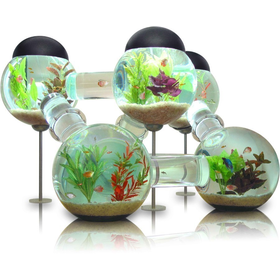 Labyrinth Aquarium