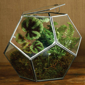 Lucas Faceted Terrarium