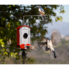 Bird Photo Booth