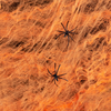 20g Orange Spider Web