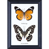 Two Framed Butterflies, Mounted Under Glass, Assorted Butterfly T...